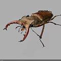 Stag Beetle With Large Red Mandibles And Brown Body On Dark Background Close Up View