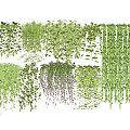 Various Decorative Hanging Vines With Green Foliage And Different Leaf Patterns For Home Decor