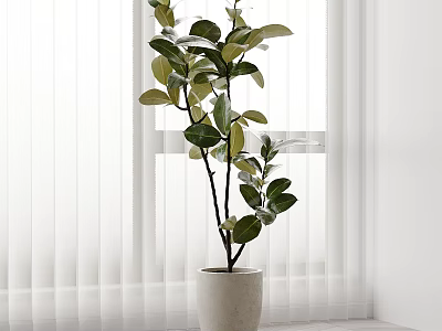 Indoor Potted Plant With Green Leaves In White Ceramic Pot By Window With White Curtains 3d model