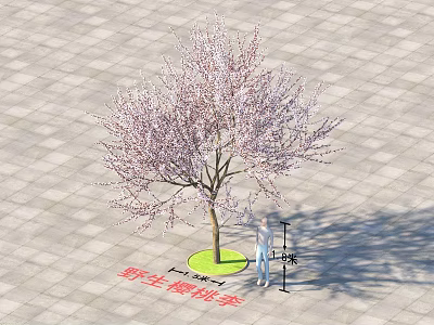 Cherry Blossom Tree Blooming with Pink Flowers Person Standing Beside on Paved Plaza Showing Height 3d model