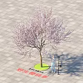 Cherry Blossom Tree Blooming with Pink Flowers Person Standing Beside on Paved Plaza Showing Height