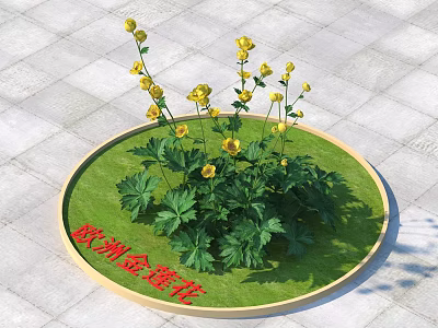 European Globeflower Growing on Circular Green Lawn With Square Paving Tiles 3d model