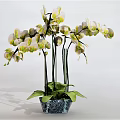 White And Green Orchids In Blue White Patterned Vase For Home Decor