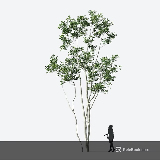 Tall Arbor Tree With Green Foliage And Silhouette Of A Person Standing Nearby 3d model 