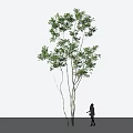 Tall Arbor Tree With Green Foliage And Silhouette Of A Person Standing Nearby