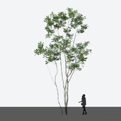 Tall Arbor Tree With Green Foliage And Silhouette Of A Person Standing Nearby 3d model
