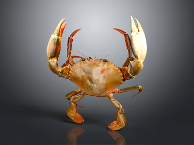 Isolated Realistic Orange Crab With Large Claws Standing In Detailed Pose On Dark Background 3d model