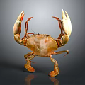 Isolated Realistic Orange Crab With Large Claws Standing In Detailed Pose On Dark Background