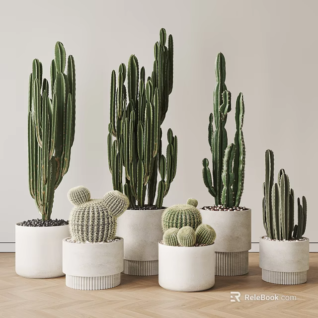 Bonsai Potted Cactus Plants With Various Sizes In White Ceramic Pots 3d model 