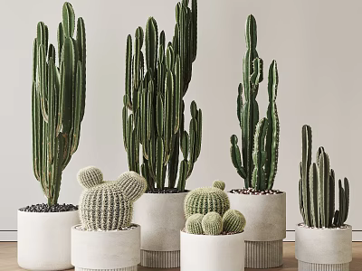 Bonsai Potted Cactus Plants With Various Sizes In White Ceramic Pots 3d model