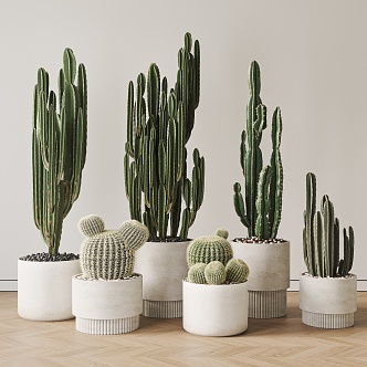 Modern cactus potted plant 3d model