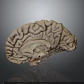 Human Brain Anatomical Model Displaying Detailed Cortex Structure And Neural Pathways 3d model