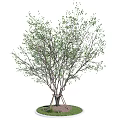 Tall Arbor With Multiple Trunks Green Leaves Supported by Stakes on Grass