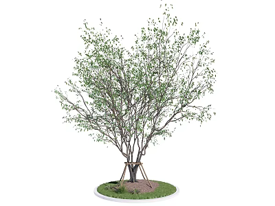 Tall Arbor With Multiple Trunks Green Leaves Supported by Stakes on Grass 3d model
