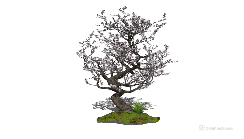 Bonsai Tree With Twisted Trunk And White Blossoms On Green Grass 3d model 
