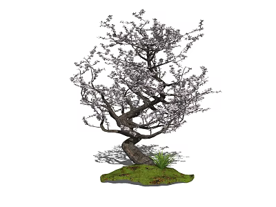 Bonsai Tree With Twisted Trunk And White Blossoms On Green Grass 3d model