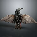 European Starling With Spread Wings And Black White Spotted Feathers On Dark Background
