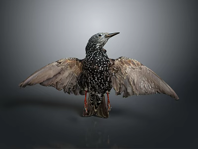 European Starling With Spread Wings And Black White Spotted Feathers On Dark Background 3d model