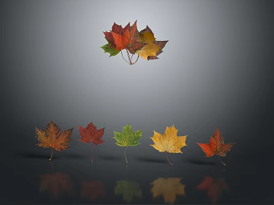 Vibrant Autumn Maple Leaves In Various Colors Arranged With Reflections On Gray Background 3d model