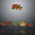 Vibrant Autumn Maple Leaves In Various Colors Arranged With Reflections On Gray Background