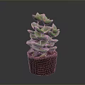 Green Succulent Plant With Stacked Fleshy Leaves In Small Brown Soil Pot