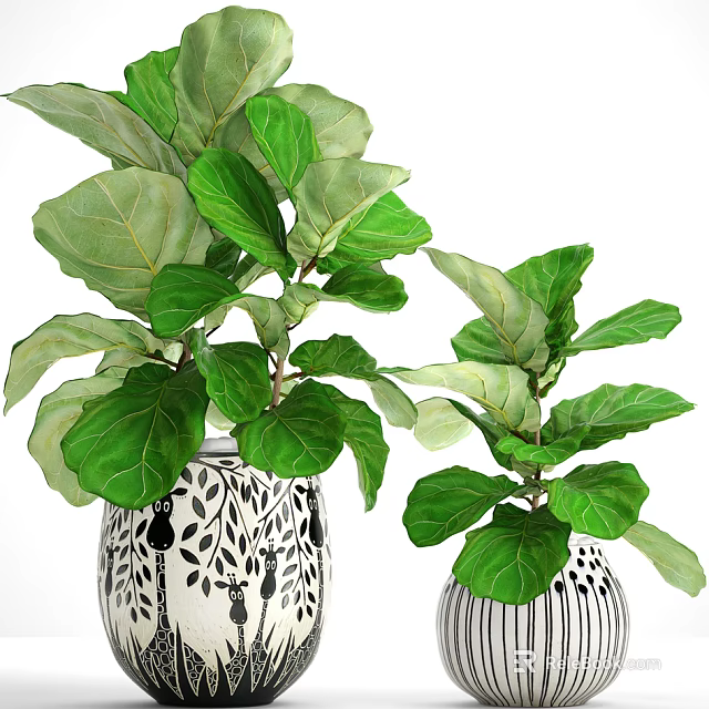 Indoor Potted Fiddle Leaf Fig Plants With Large Green Leaves In White Patterned Pots 3d model 