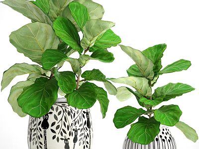 Indoor Potted Fiddle Leaf Fig Plants With Large Green Leaves In White Patterned Pots 3d model
