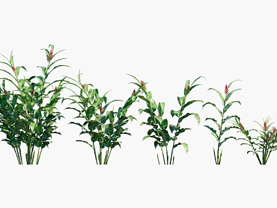 Tropical Green Plants With Lush Foliage And Red Blooms In Various Heights 3d model