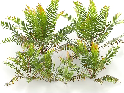 Lush Green Fern Shrubs With Feathery Fronds For Outdoor Garden Landscaping 3d model