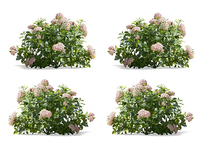 Lush Green Flowering Bushes With Pink Blossoms And Vibrant Fresh Foliage 3d model