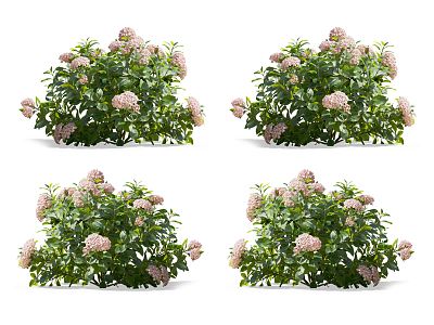 Modern Hydrangea Flowers 3d model