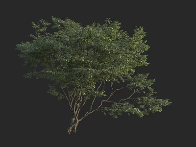 Arbor Tree With Lush Green Leaves Intricate Branches And Black Background 3d model