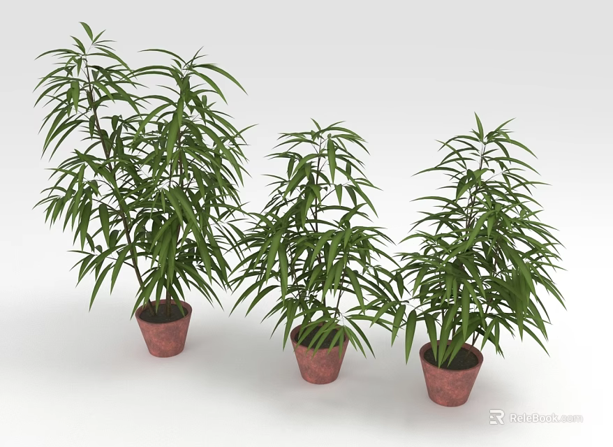 Three Bamboo Plants in Brown Pots with Green Leaves on White Background 3d model 
