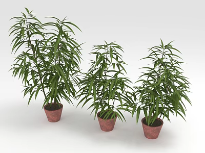 Three Bamboo Plants in Brown Pots with Green Leaves on White Background 3d model