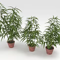 Three Bamboo Plants in Brown Pots with Green Leaves on White Background