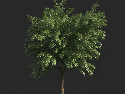 Lush Green Arbor With Dense Foliage And Strong Trunk In Natural Environment 3d model