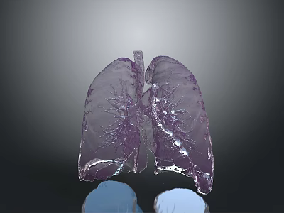 Medical Device 3D Lung Anatomical Model For Healthcare Diagnostic And Training Use 3d model