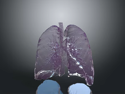 respiratory organ human respiratory organ figure respiratory system respiratory system 3d model
