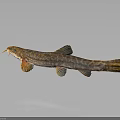 Brownish Patterned Fish With Slender Body Barbels And Yellowish Fins Swimming Isolated On Dark Background