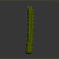 Tall Green Cactus Plant With Long Stem And Yellow Spines In Natural Setting