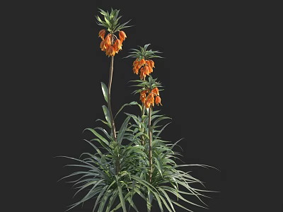 Bonsai Potted Plant With Orange Flowers And Long Green Leaves On Black Background 3d model