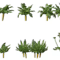 Assorted Green Decorative Plants Including Palm Leaves And Ferns For Decoration