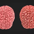 Woman Observing Detailed 3D Brain Models in Pink and Red Tones Against Black Background