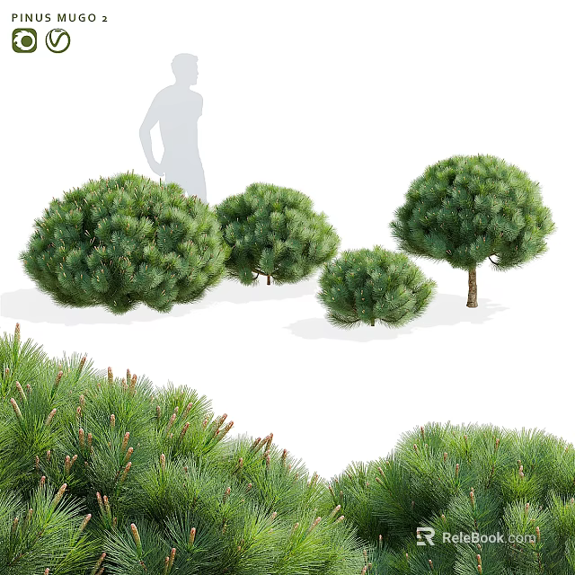 Lush Green Pine Bonsai Plants In Various Sizes With Decorative Foliage 3d model 