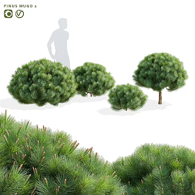 Lush Green Pine Bonsai Plants In Various Sizes With Decorative Foliage 3d model