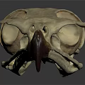 Medical Device Bird Skull Anatomical Model With Textured Surface For Educational Training 3d model