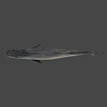Whole Fresh Fish With Silver Scales And Glossy Skin Ready For Cooking