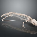 Detailed Complete Reptile Skeleton Resembling Lizard On Dark Background With Reflection