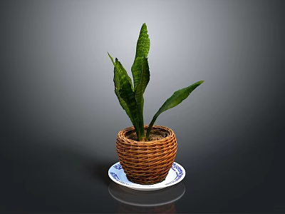 Green Plant With Long Leaves In Wicker Basket On Blue White Saucer Against Gray Background 3d model