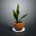 Green Plant With Long Leaves In Wicker Basket On Blue White Saucer Against Gray Background